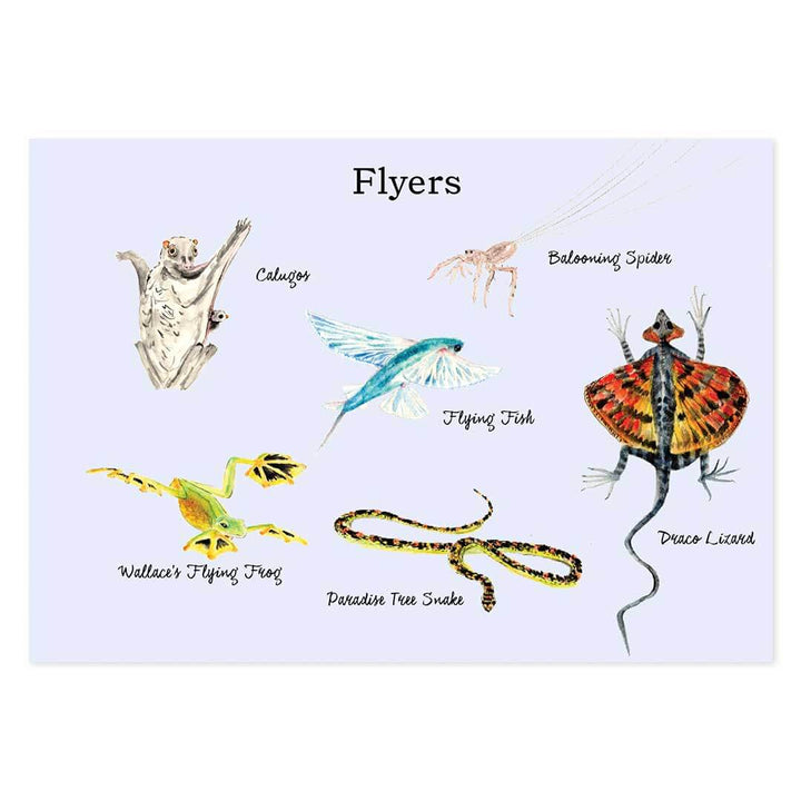 Flyers Sample Page with illustrated drawings of different types of flying animals including a balooning spider, calugos, flying fish, draco lizard, paradise tree snake, and wallace's flying frog